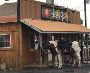 Horses Outside